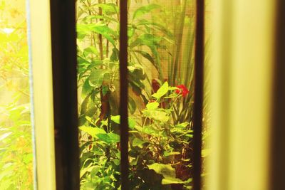 Close-up of yellow flowering plant by window