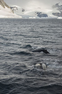 High angle view of fish in sea