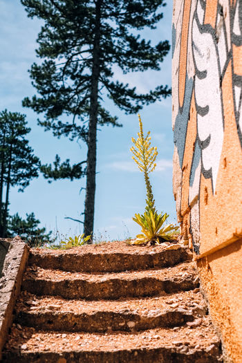 Brick wall by tree against sky