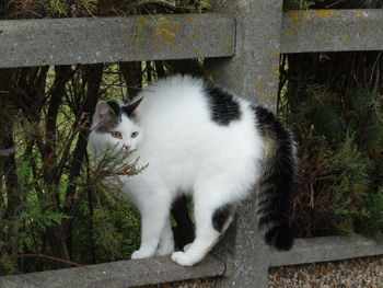 Portrait of cat