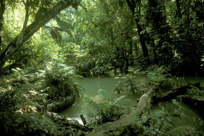 Scenic view of lake in forest