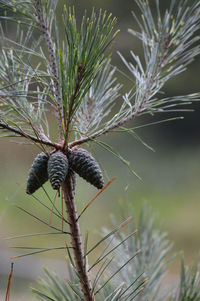 Close-up of pine cone on tree