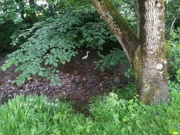 Plants growing on tree trunk