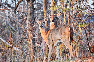 Portrait of deer in forest