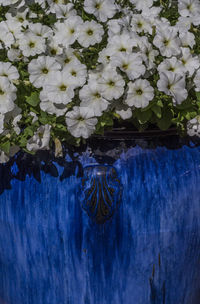 Close-up of blue flowers blooming outdoors