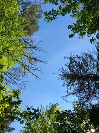 Low angle view of trees against sky