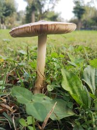 Close-up of mushroom growing on field