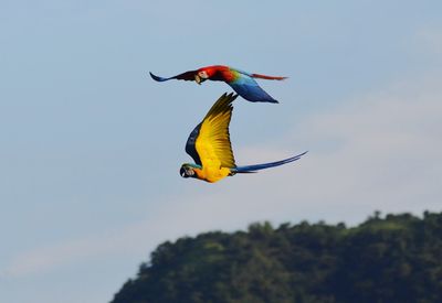 Low angle view of bird flying