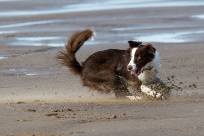 Dog running on beach