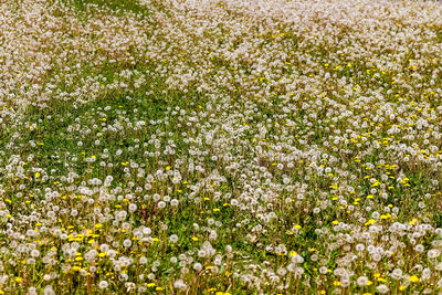 Full frame shot of plants on field