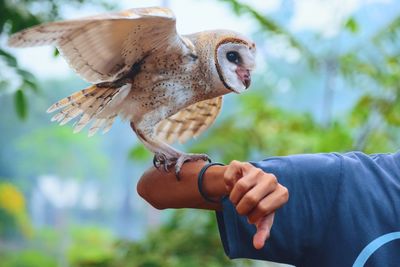 Cropped hand of man with owl against plants