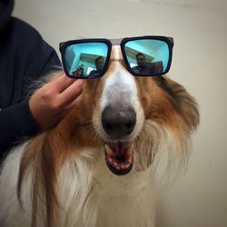 Close-up portrait of a dog