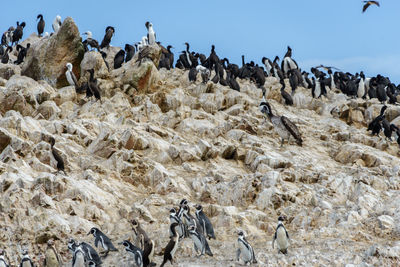 Flock of birds on rocks against clear sky