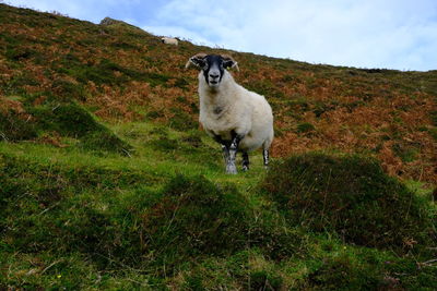 Sheep standing in a field