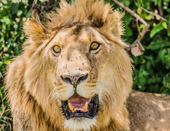 Close up of a male lion