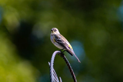 Close-up of bird perching on a plant