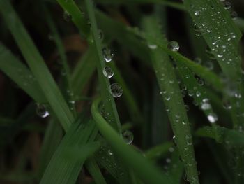 Close-up of wet plant leaves during rainy season