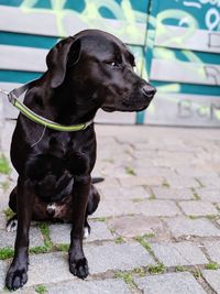 Close-up of a dog looking away