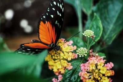 Close-up of butterfly on flower