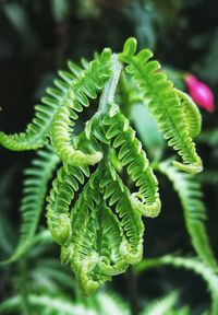 Close-up of fern