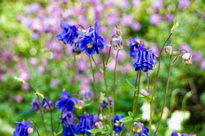 Close-up of purple flowering plant on field