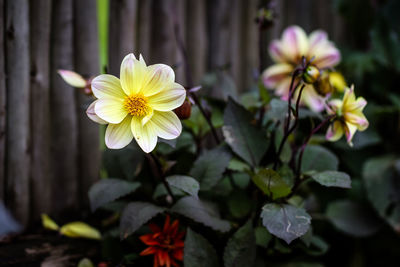 Close-up of flowering plant