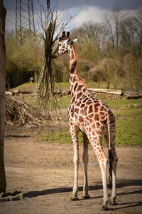 Giraffe standing on field