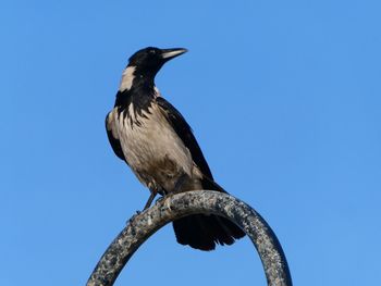 Low angle view of bird perching on a tree
