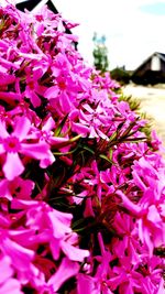 Close-up of pink flowering plant