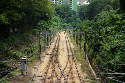 Railway tracks amidst trees