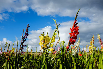 Close-up of plants against sky