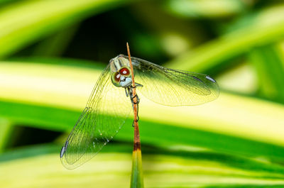 Close-up of dragonfly on leaf