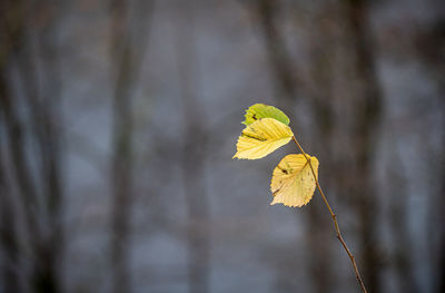 Close-up of yellow leaves on tree trunk