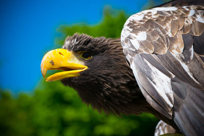 Close-up of eagle outdoors