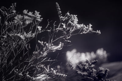 Close-up of grass in winter