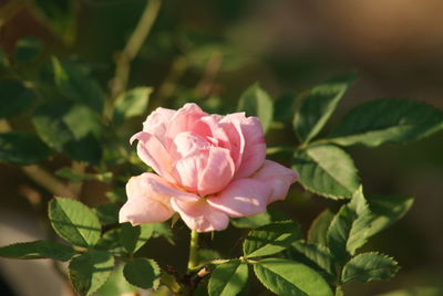 Close-up of pink flowers