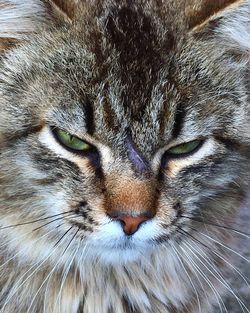 Close-up portrait of cat