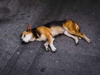 High angle view of a dog sleeping on road