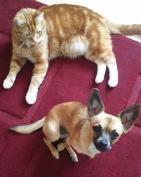 Close-up of cat lying on ground