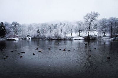 Reflection of trees in calm lake