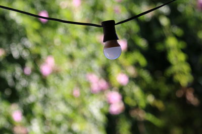 Low angle view of light bulb hanging on tree