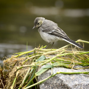 Close-up of bird perching on plant