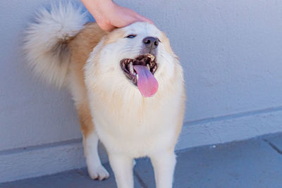 Portrait of dog standing against wall