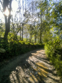 Road amidst trees against sky