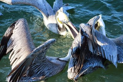 Pelicans dining in the sea