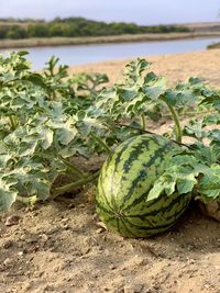 Close-up of fruit growing in farm