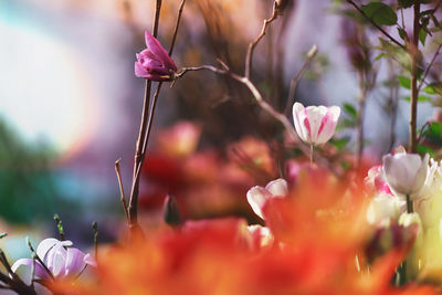 Close-up of pink flowering plant