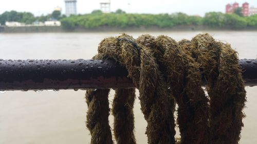 Close-up of rope hanging on wet railing by river