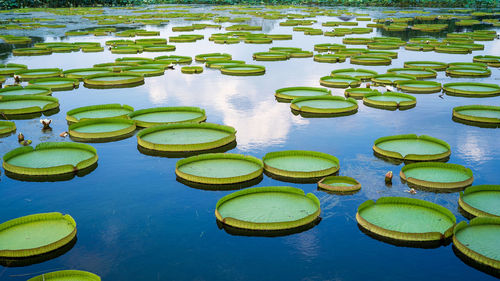 High angle view of water lily floating on lake