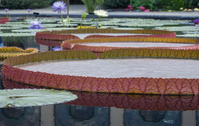 Large lotus water lily leaves in pond